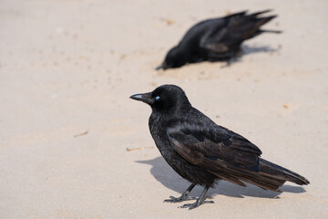A European jackdaw bird on a beach