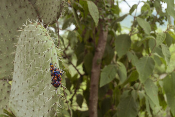 Bugs in the El Cimatario National Park