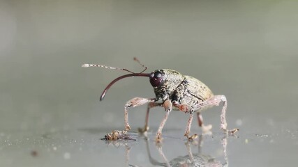 Charançon du gland (Curculio glandium) en gros plan, macro naturaliste sur surface lisse