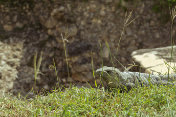 Iguana in Chichén Itzá