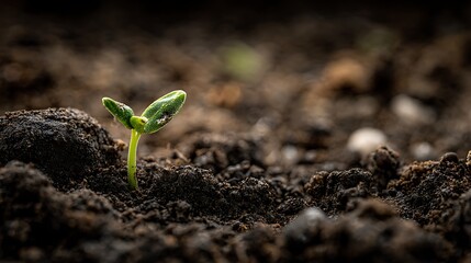 Tiny green sprout emerging from rich dark soil in a close up macro shot