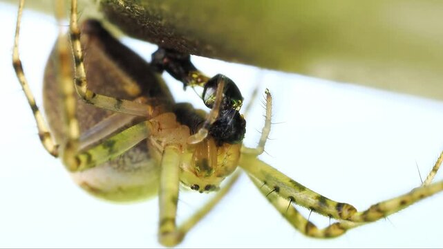Araign&eacute;e Metellina sp. en gros plan sous une feuille, sc&egrave;ne macro naturaliste