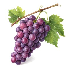Fototapeta premium Italia Grape Lush Green Italia Grapes with Glossy Skin on Clean White Background, Showcasing Juicy Freshness, Plump Texture, and Vibrant Color in Studio Lighting