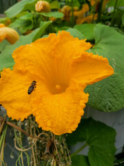 Wasp on a yellow flower macro photography, switzerland
