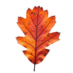 Closeup of a vibrant orange oak leaf with intricate veins, isolated on transparent background