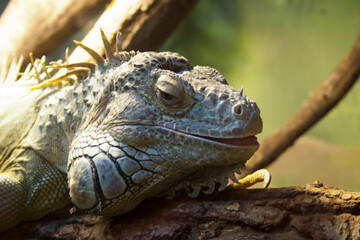Green iguana (Iguana iguana) on a branch
