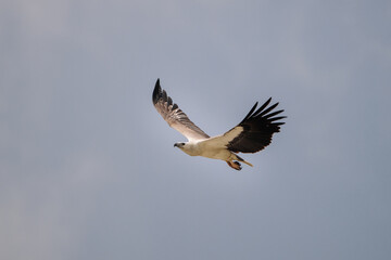 A majestic hawk soars through the sky