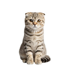 Scottish fold tabby cat sitting and looking forward, isolated on transparent background
