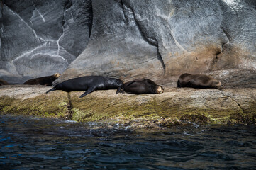 seal on rock
