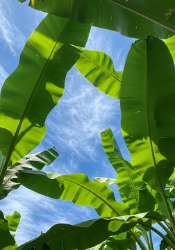 Banana Leaves Against Blue Sky with Sunlight