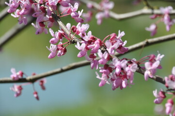 pink magnolia flowers