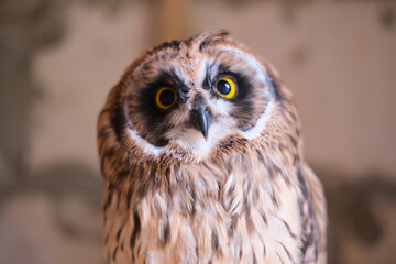 Portrait of an owl sitting in captivity. An adult, portrait of an animal. The zoo.