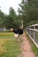 Adult ostrich chicks live in a separate enclosure at the zoo.vertical.