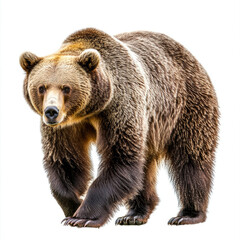 Fototapeta premium Brown bear walking with detailed fur isolated on white background