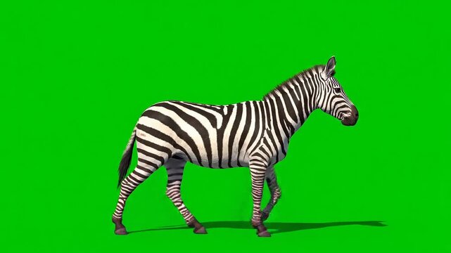 Zebra elegantly walking across a green screen background, perfect for compositing and adding a touch of the wild to your project