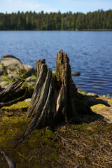Fototapeta premium Old rotten tree stump by a calm lake in Finland on a summer day