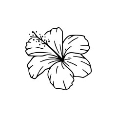 line art drawing of a hibiscus