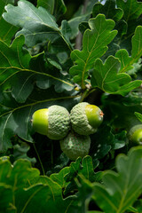 Obraz premium Close-up shot of green acorns on summer oak