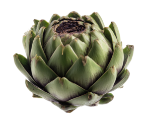 Fresh green globe artichoke vegetable