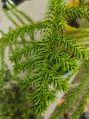 Green leave in the garden. Baishnab Christmas Tree Plant Christmas Tree Plant