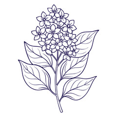 summer lilac line art   on white background