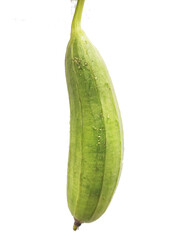Close up of green luffa in farm
