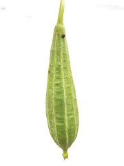Close up of green luffa in farm
