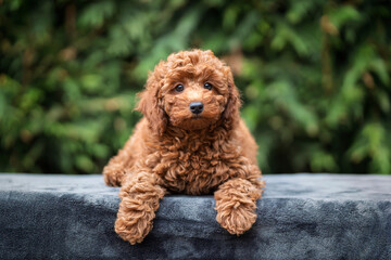 A cute tan apricot miniature poodle puppy looking like a teddy bear on a blanket