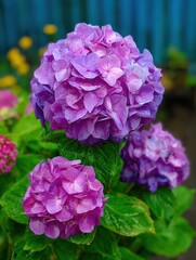Blooming purple hydrangeas showcase their pastel hues surrounded by lush green leaves and pink spirea set against a vibrant blue fence in a sunny summer garden