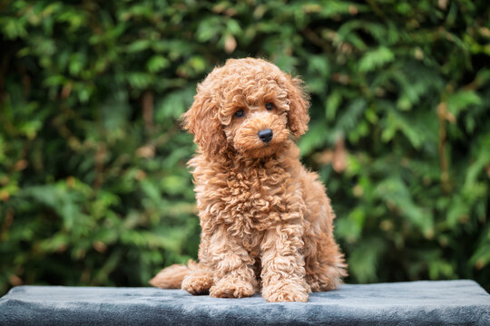 A cute tan apricot miniature poodle puppy looking like a teddy bear on a blanket