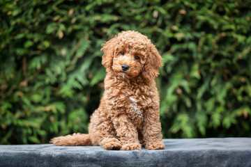 A cute tan apricot miniature poodle puppy looking like a teddy bear on a blanket