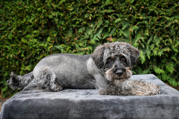 Fototapeta premium A black schnauzer posing on a blanket in the garden