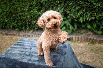 A poodle with a paw up on a blanket