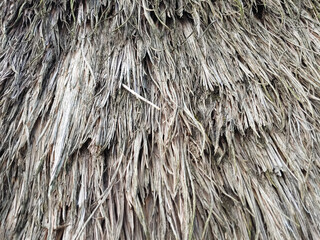 Straw Roof texture. Grasses thatch roof background texture. Roof covered with dried grass. Straw pattern