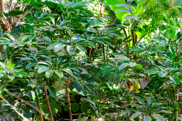 green plants of the tropical forest