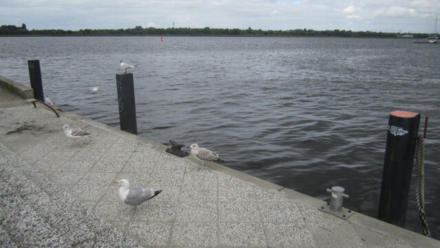 seagulls on the river