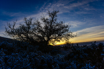 Obraz premium Dark, early morning, frosty scene of a Hawthorne Tree and bracken silhouetted by a cloudy sunrise