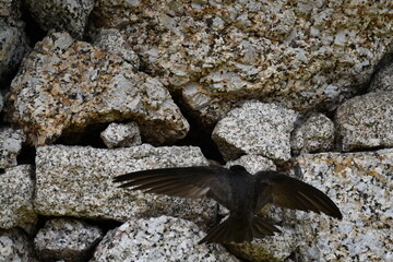 Andorinha na parede de pedra