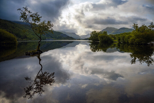 A lone tree reflected in the calm, mirror surface of a lake set against a cloudy-bright sky, with trees and a mountainous background, Lyn Padarn, Wales