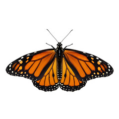 Obraz premium Monarch butterfly with orange and black wings, isolated on transparent background