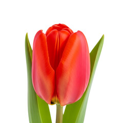Single red tulip flower with green leaves isolated on transparent background