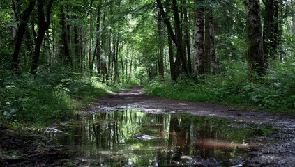 A dirt path winds through a lush forest, reflecting the trees in a puddle