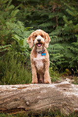 Apricot Cockapoo in the forest in Ascot on a fallen tree log
