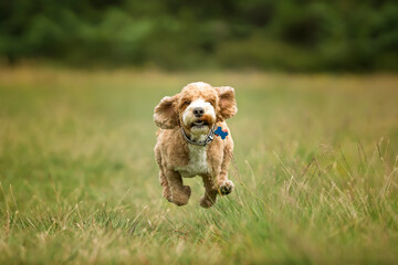 Apricot Cockapoo in the forest in Ascot on a fast run towards us with ears flying