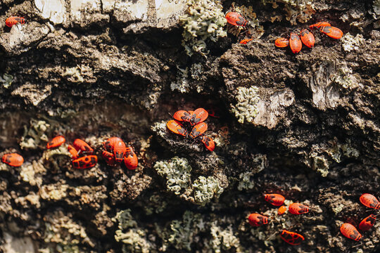 Red firebugs on tree bark. Cluster of insects on textured wood surface. Nature closeup with vivid colors. Wild life scene in forest. Macro view of Pyrrhocoris apterus. Insect gathering in sunlight.