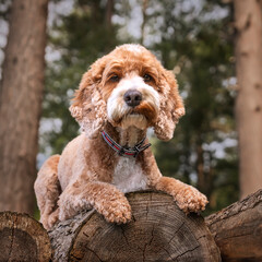 Apricot Cockapoo in the forest in Ascot up high on a stack of tree logs