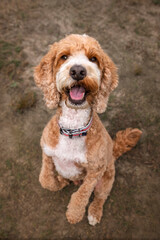 Apricot Cockapoo in the forest in Ascot with soulful eyes looking up