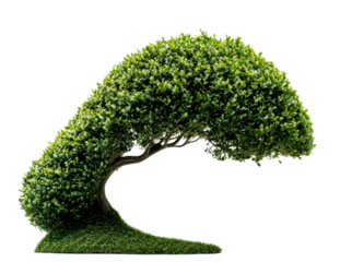 Unique Shaped Green Tree with Curved Canopy and Vibrant Foliage Isolate on Transparent Background, cutout, png