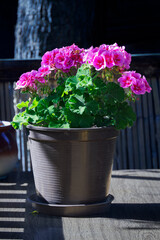 Light purple geranium flowers planted in a brown plastic pot outdoors. 