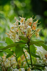 Faded white rhododendron flowers and green leaves. 
